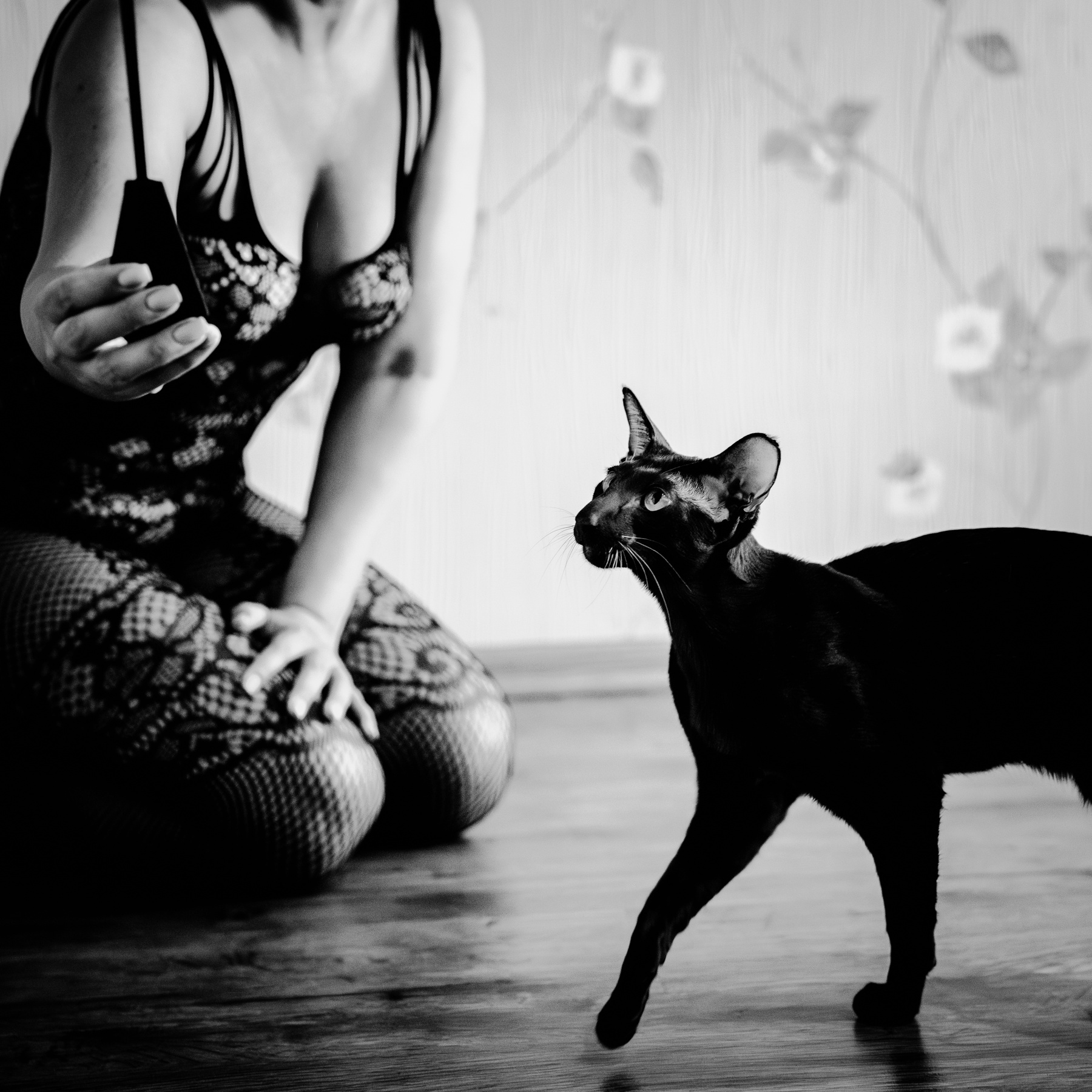 Кот 