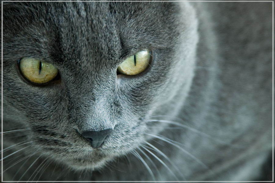 Взгляд хищника кошка