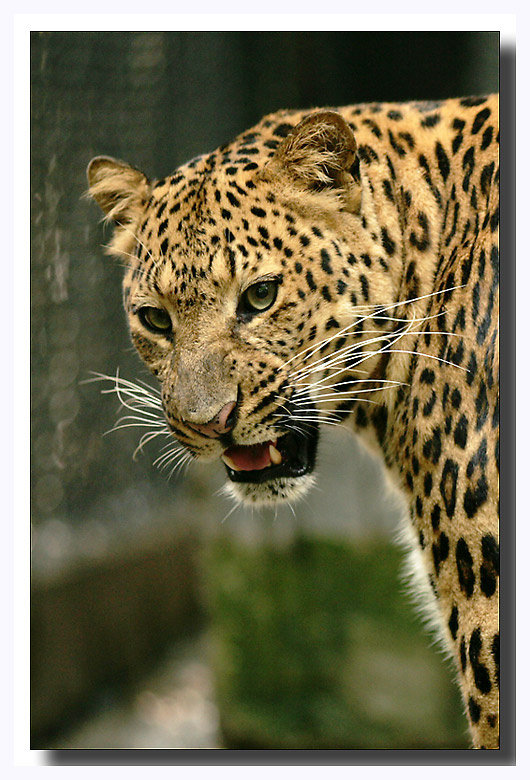 - Leopard - the wild cat leopard