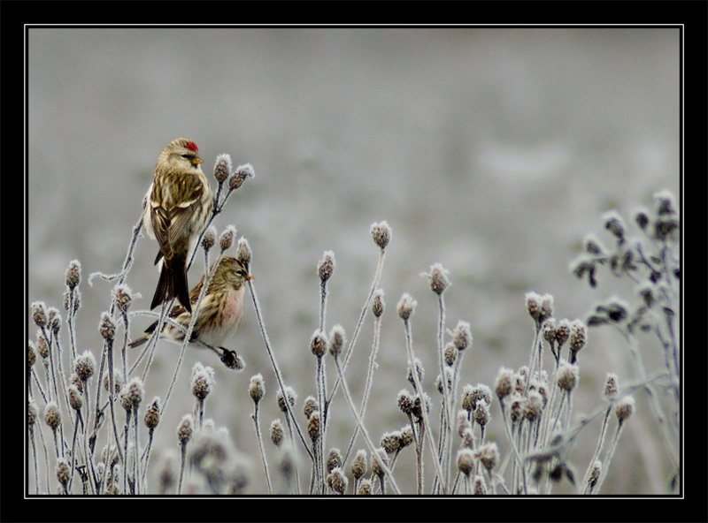 *** чечетка redpoll acanthis flammea