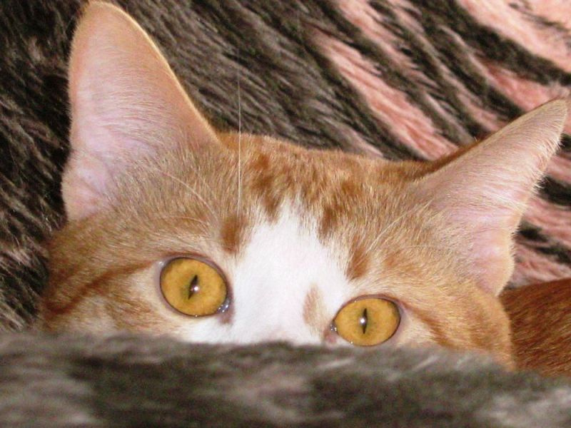 Рыжие глазки рыжий кот