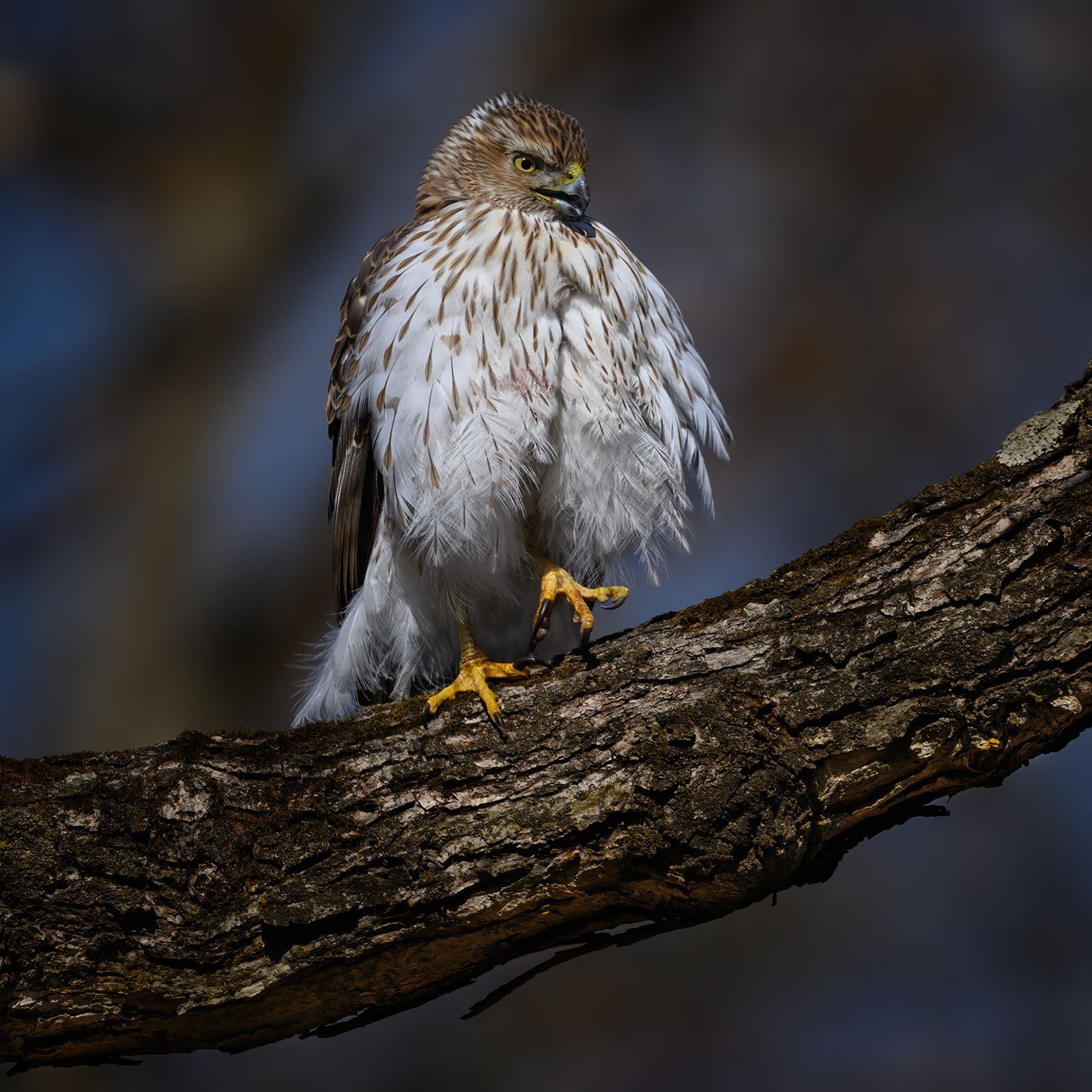 Cooper's hawk (f) 