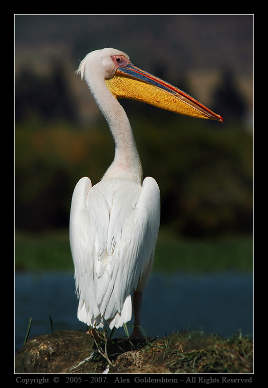 Розовый пеликан (Pelecanus onocrotalus). Розовый-пеликан, (Pelecanus-onocrotalus), Африка, Кения, озеро, Найваша