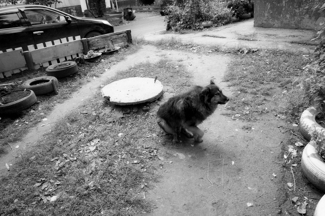 Un cane che vive nelle fogne 