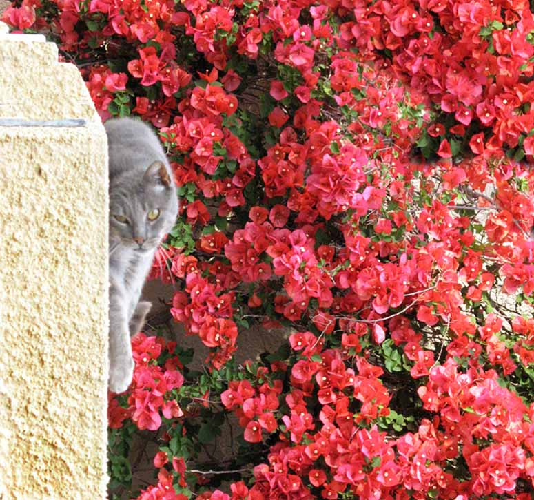 магнит кот