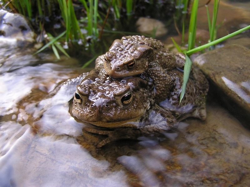 речная любовь жабы лягушки любовь