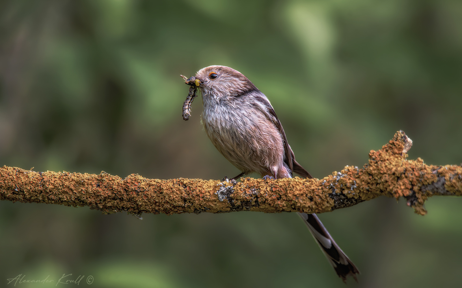 Все лучшее - детям! длиннохвостая синица ополовник aegithalos caudatus major