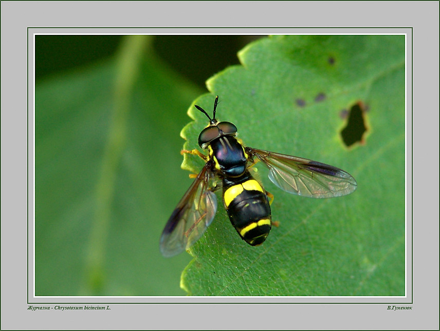 Журчалка муха журчалка Chrysotoxum bicinctum