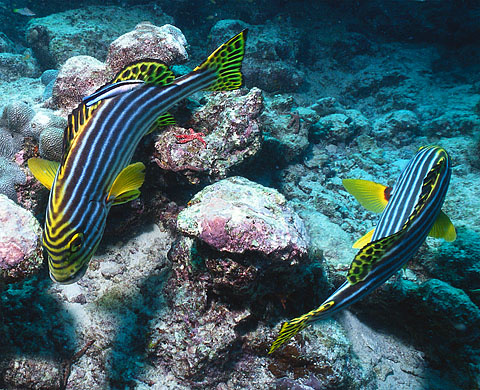 По кругу Дайвинг, подводный, diving