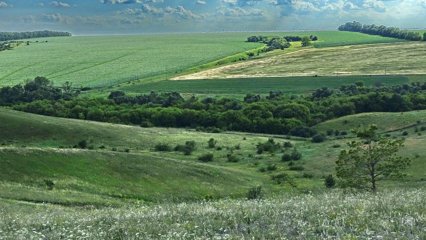 50 оттенков зелёного 