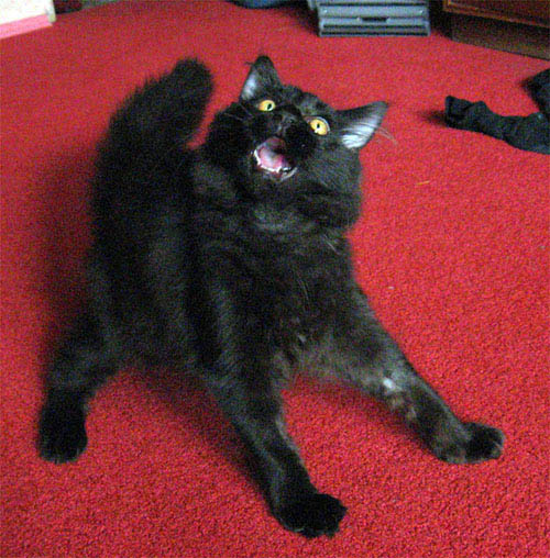 Хочу!!!! Кот