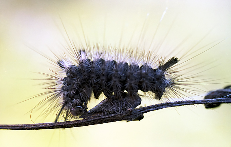 Гуеница гусеница caterpillar