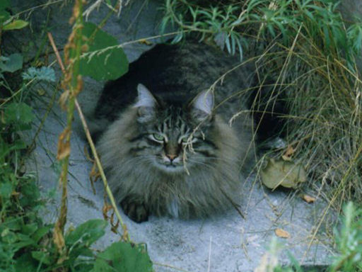 Cat 1 кот
