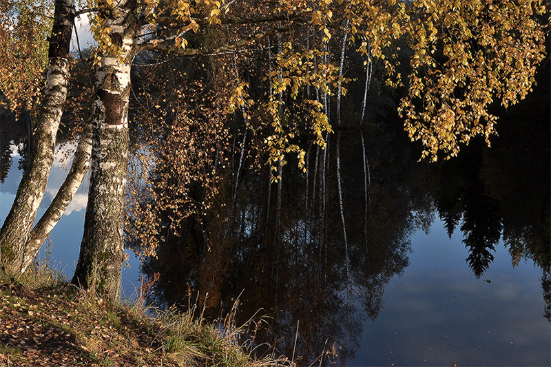 Золото осени осень, берёзы, вода