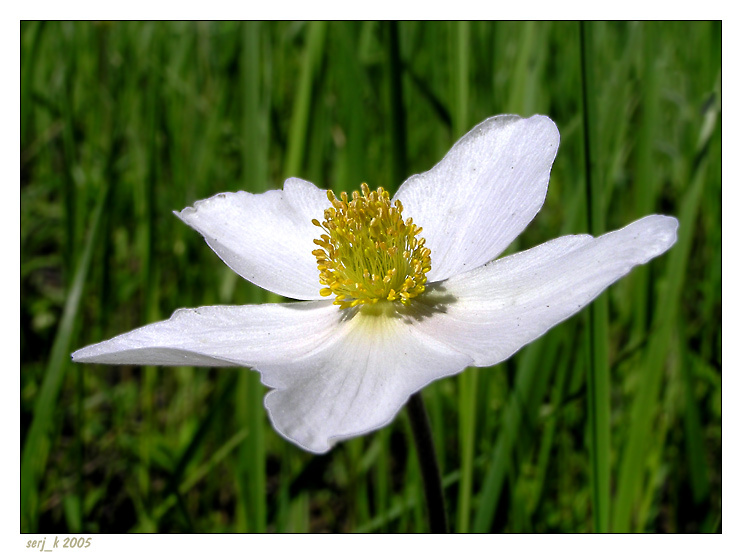 Sunny Flower природа цветок солнечный день