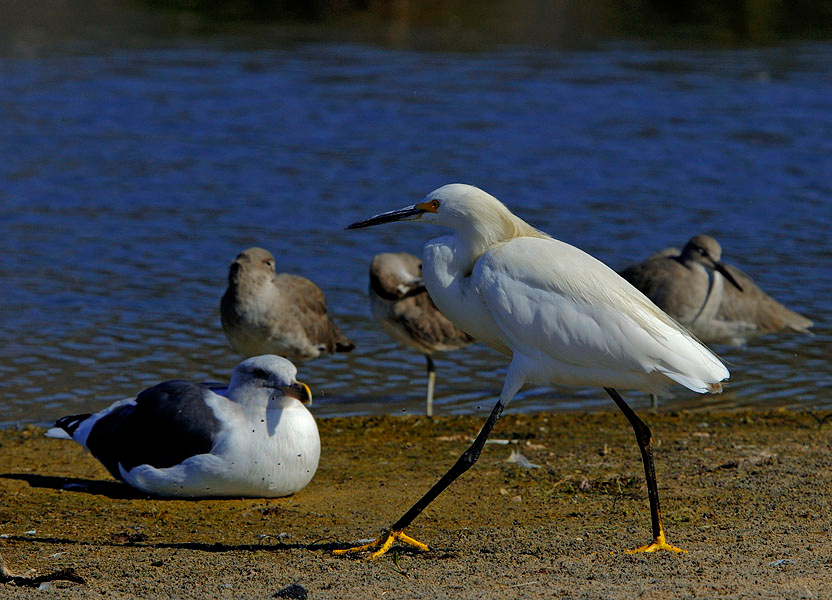 Дефиле Белая американская цапля, Egretta thula, Лагуна Малибу, Snowy Egret, Malibu Lagoon, California