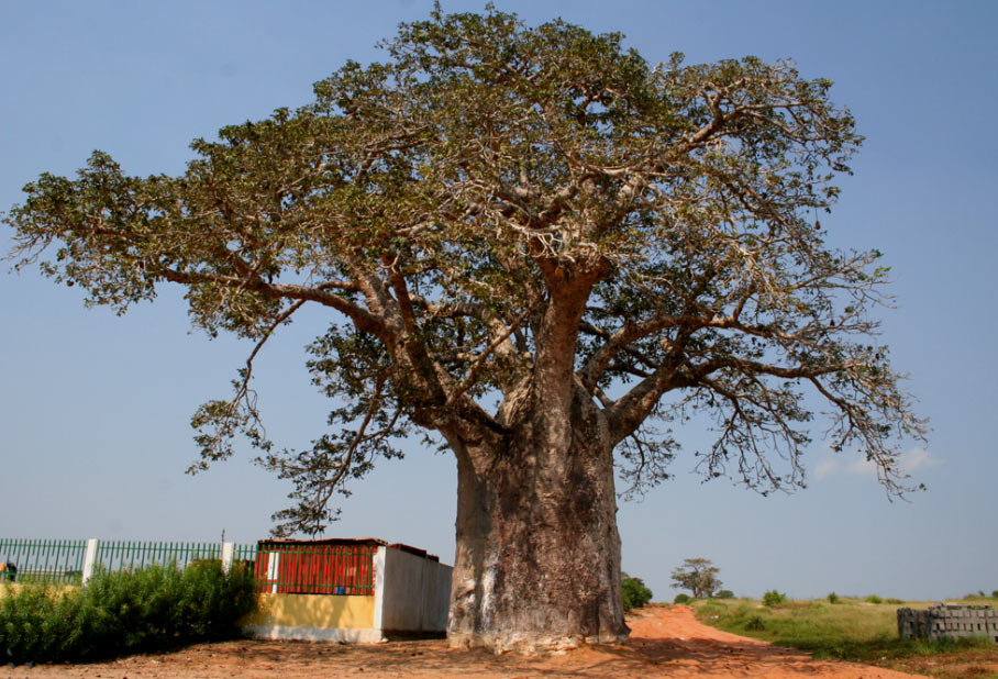 baobab#38 Африка  баобаб