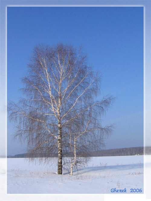 Зимняя берёзка зима берёзка поле