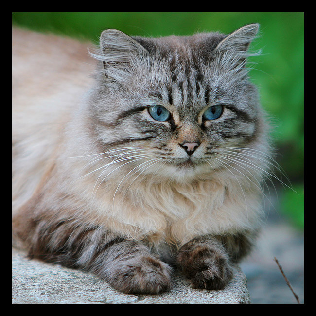 голубоглазый кот кот на улице