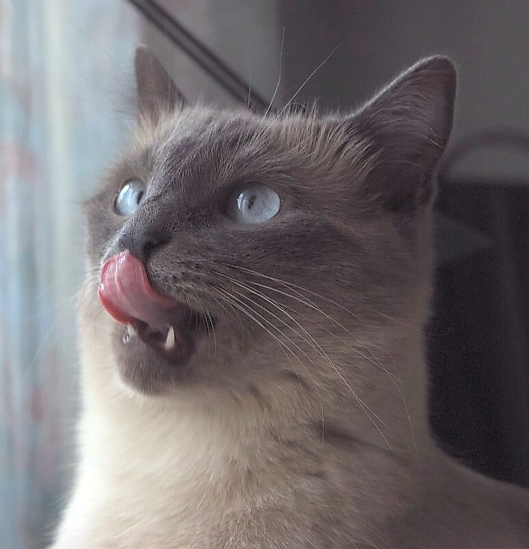 Соседка или Кошкины ожидания... кот кошка язык