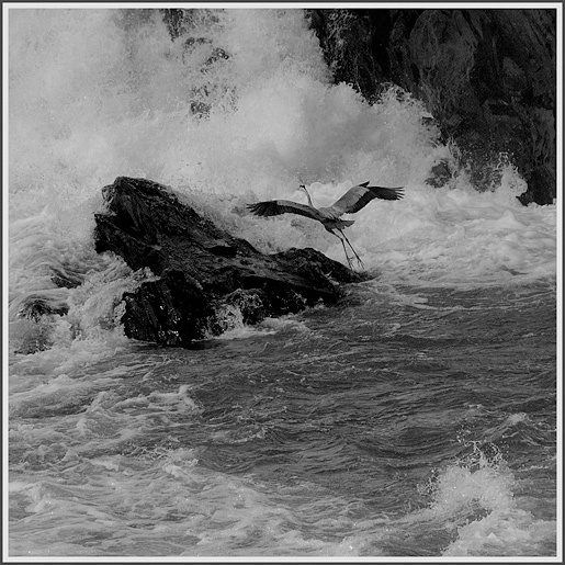Споря со стихией цапля водопад вода камень