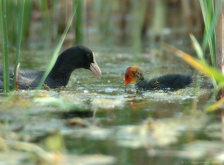 Весь в меня! птица Лысуха (Fulica atra) природа