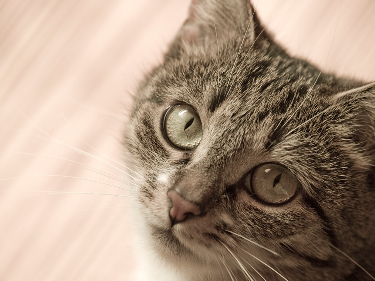 Тигра кошка, cat, глазища