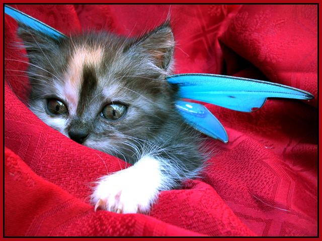 99,9% Angel котёнок,крылья