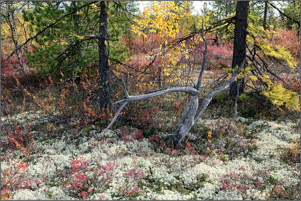 Ямальская осень 7. сентябрь, тундра, коряга,