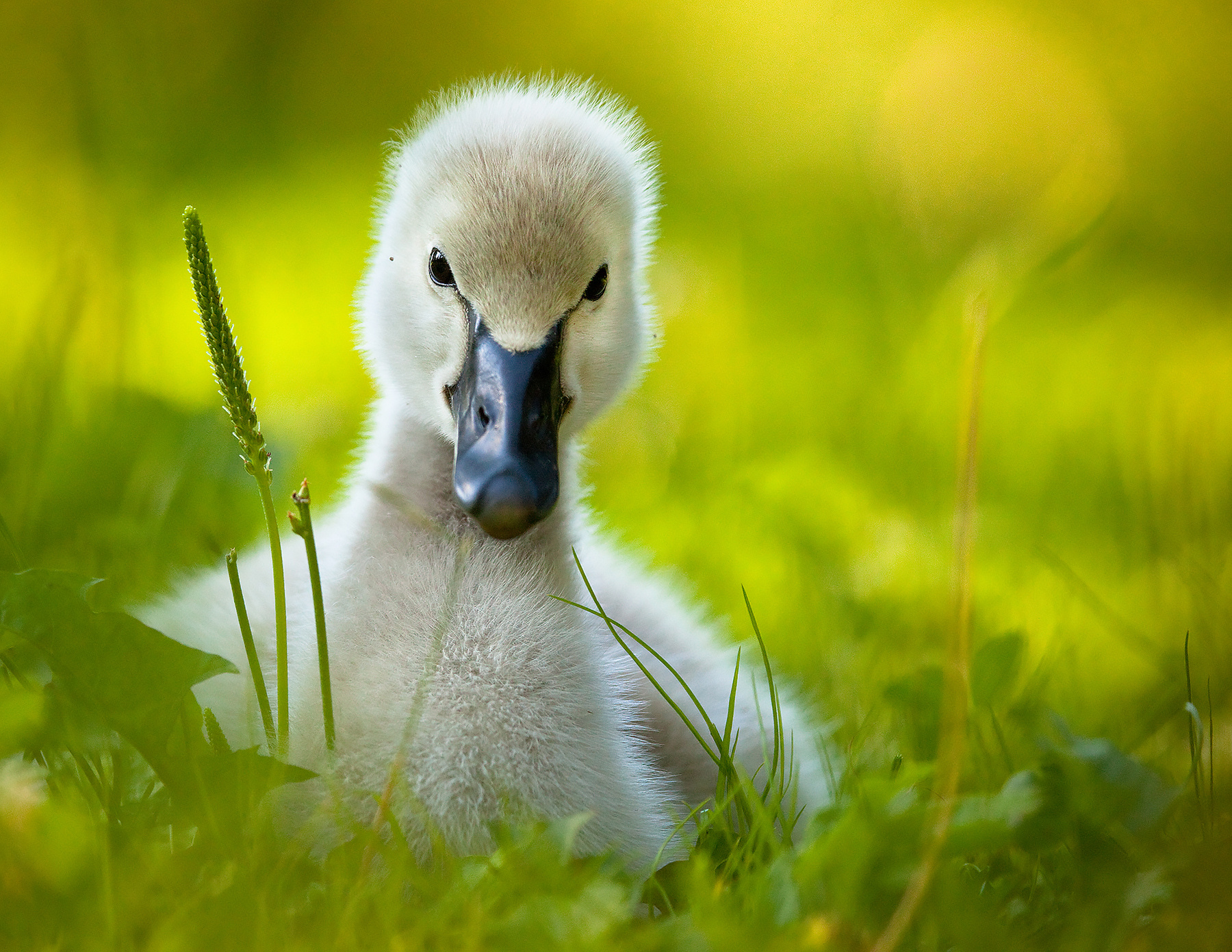 Blackswan 