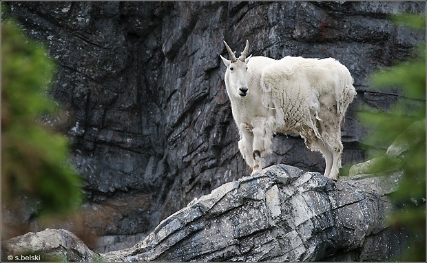 mountain goat mountain goat