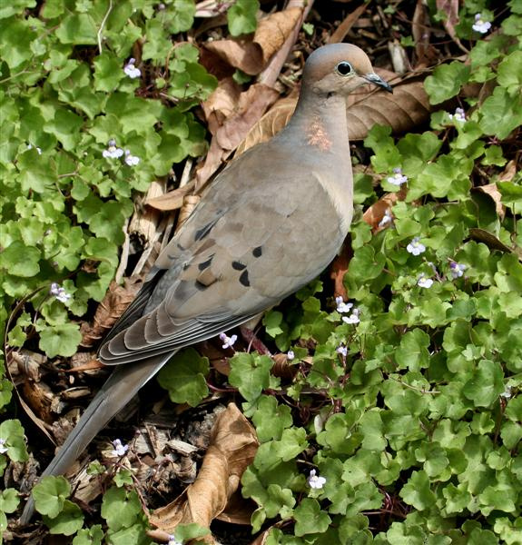 Цветы и голубь Mouring Dove, Zenaida macroura