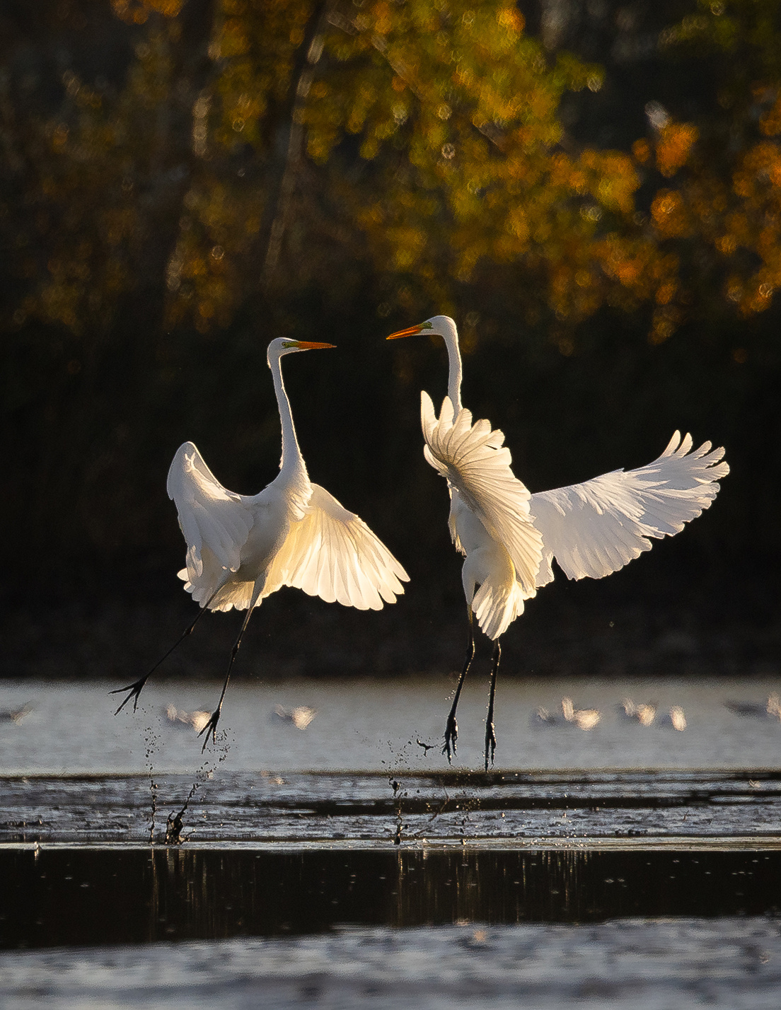 Duel 