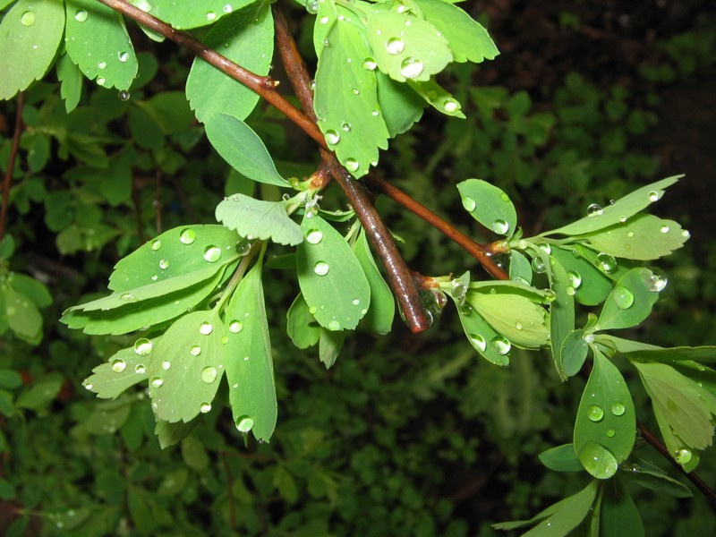 Rain-drop... 