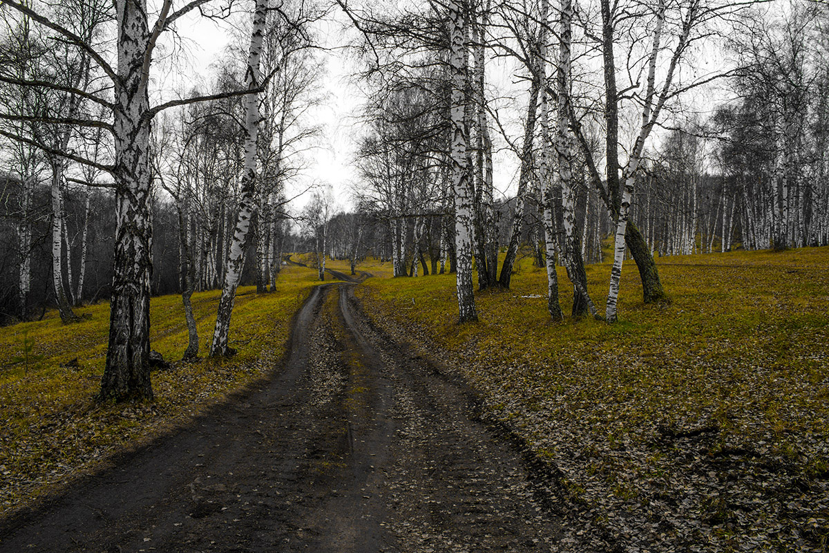 Ноябрь Природа, пейзаж, осень, трава, березы, лес, лесная дорога