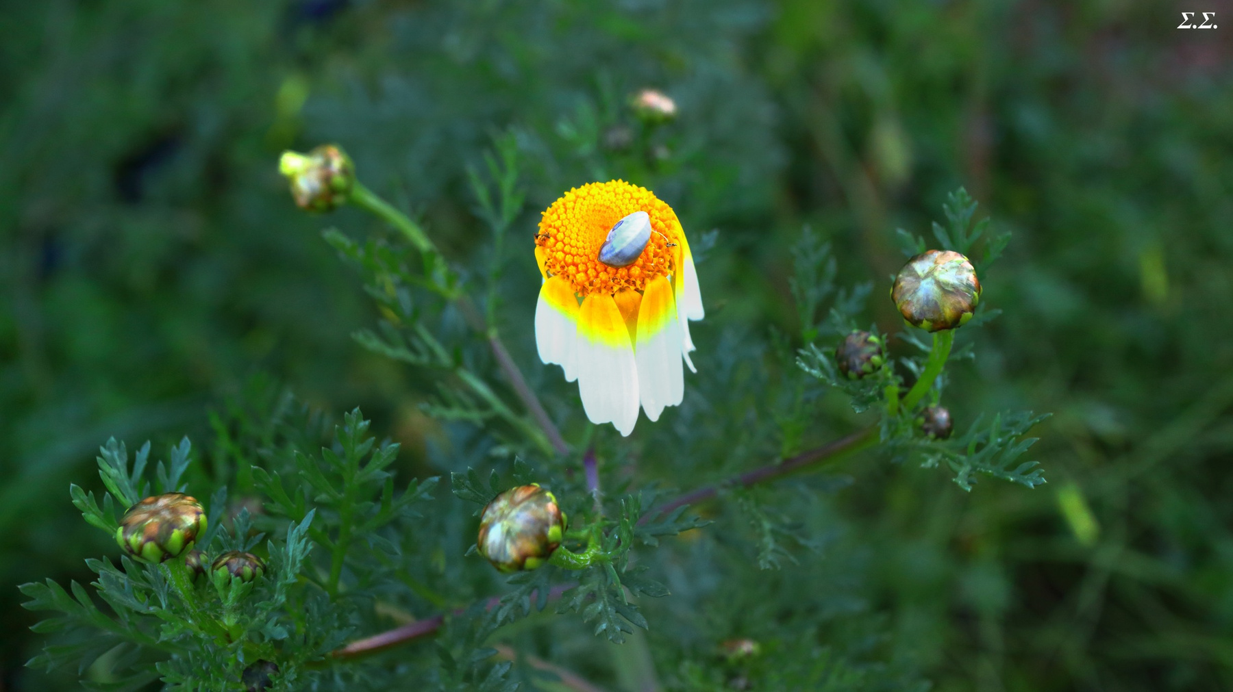 ISOLATED LITTLE SNAIL 