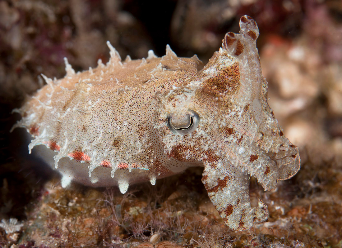 *** cuttlefish