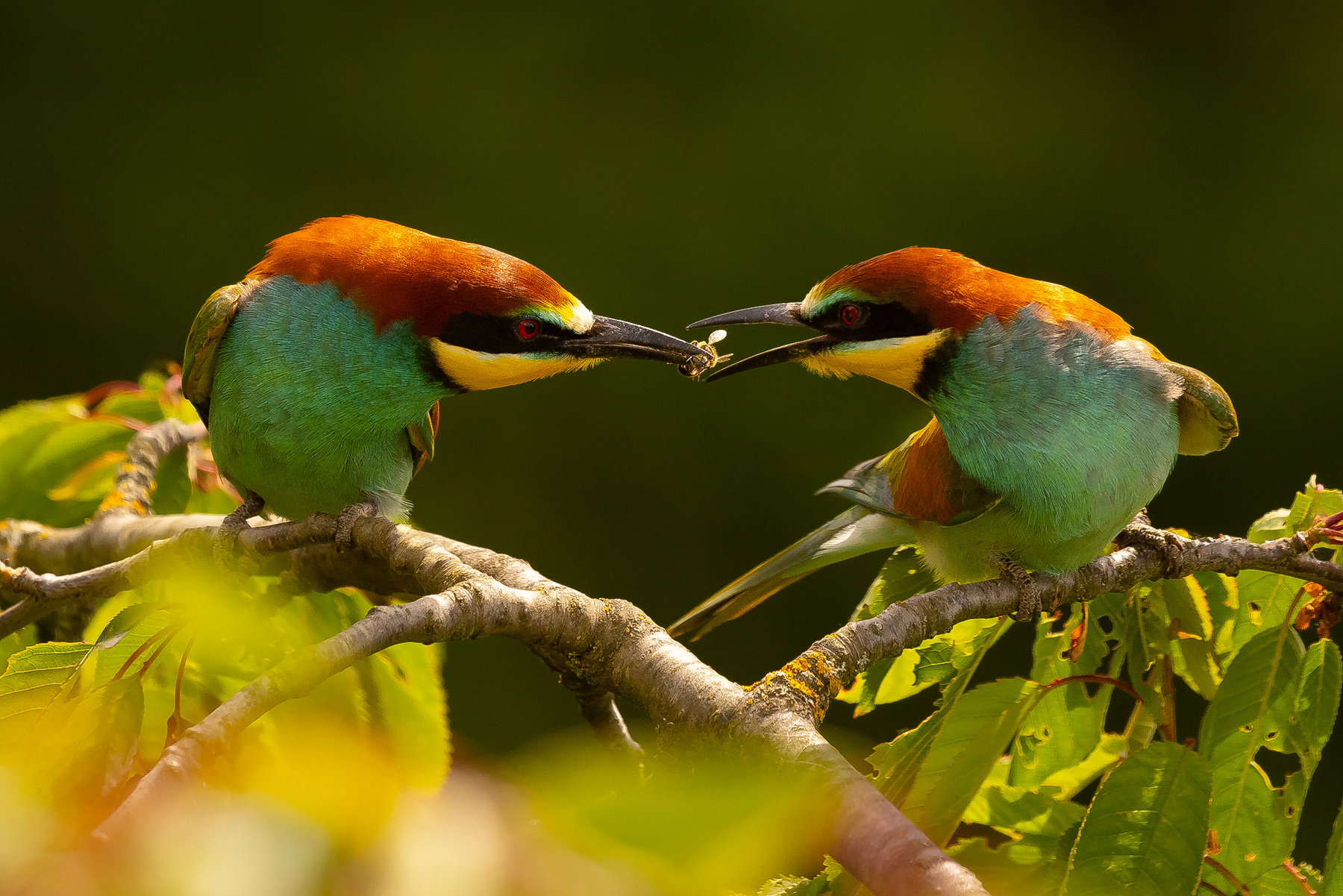 Bee-eater 