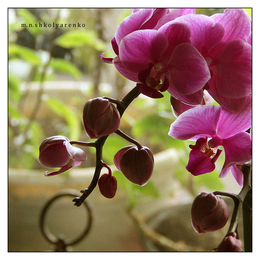 orchid 