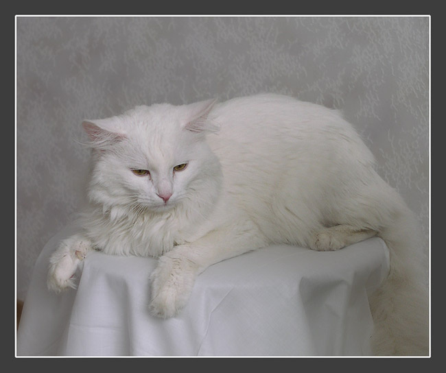 в память о друге кот Тихон. 2002 - 30.08.2005