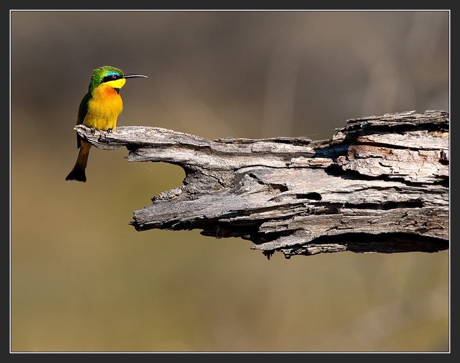 Африка в лицах #33. Африка Ботсвана Little Bee-Eaters