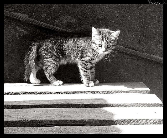 ...kitten... котенок, kitten