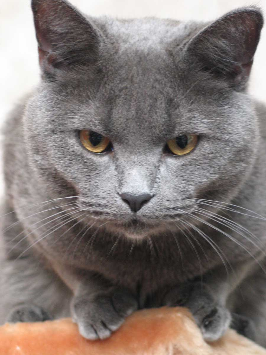 Затаённая злоба кот, злоба