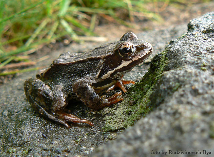 в засаде лягушка frog
