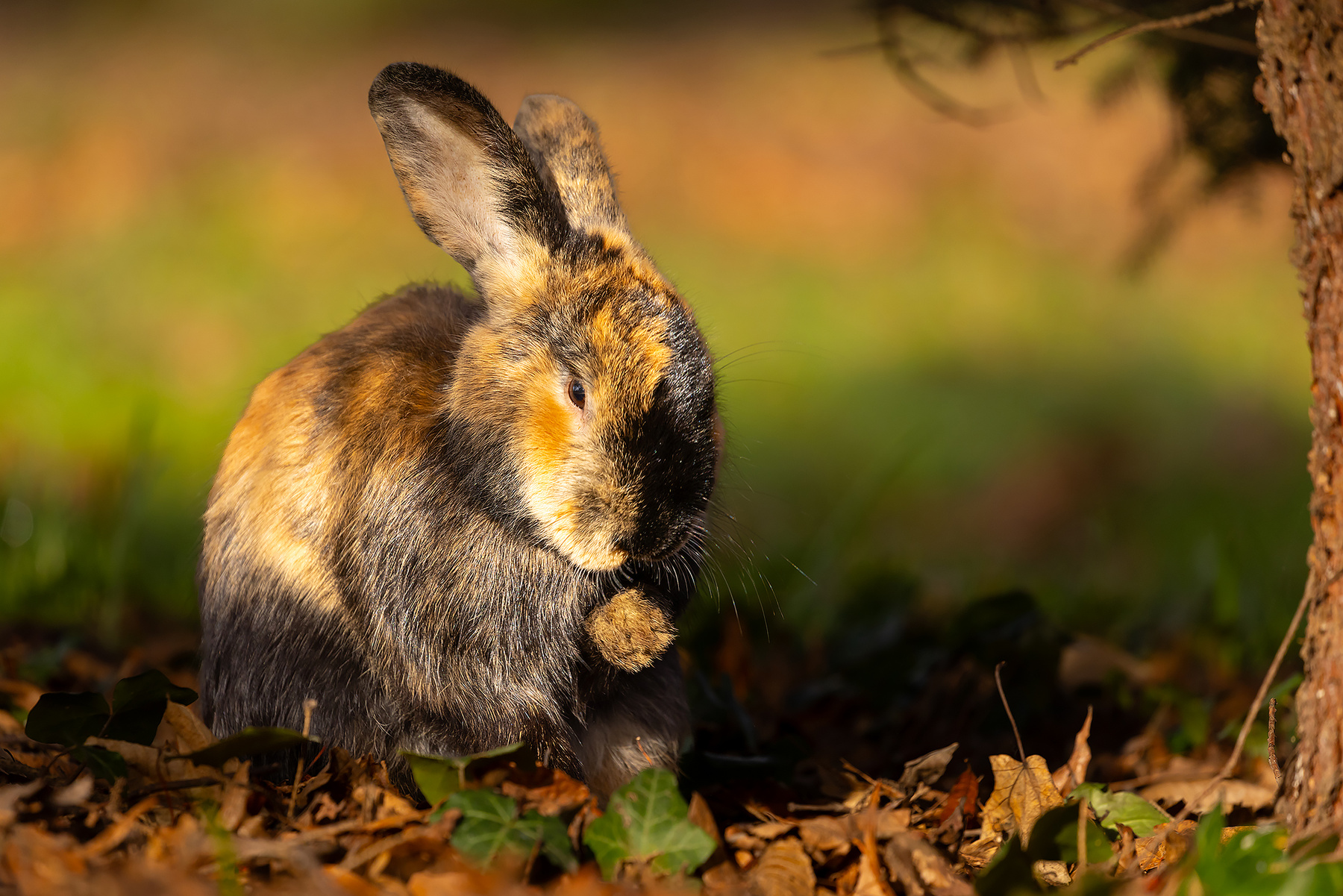 Rabbit 