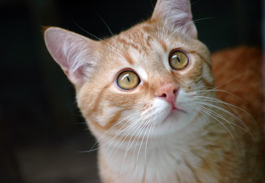 Cat cat кошка кот котенок