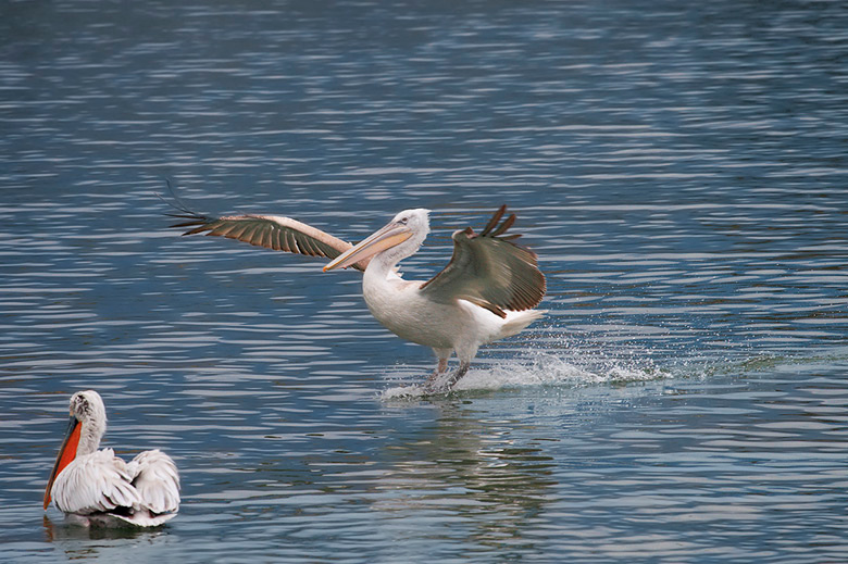 Мягкая посадка Кудрявый пеликан (Pelecanus crispus)