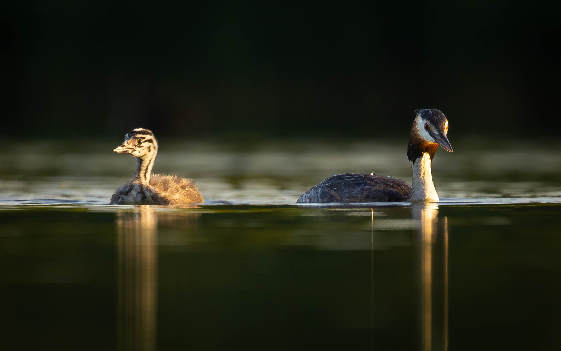 Great crested grebe 