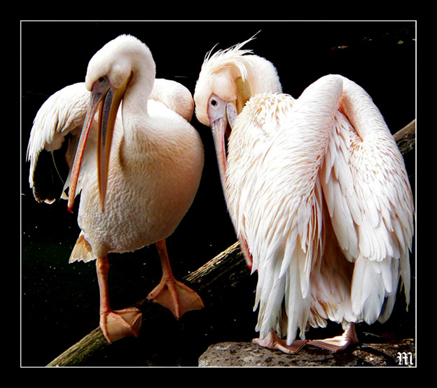 Pelikany 