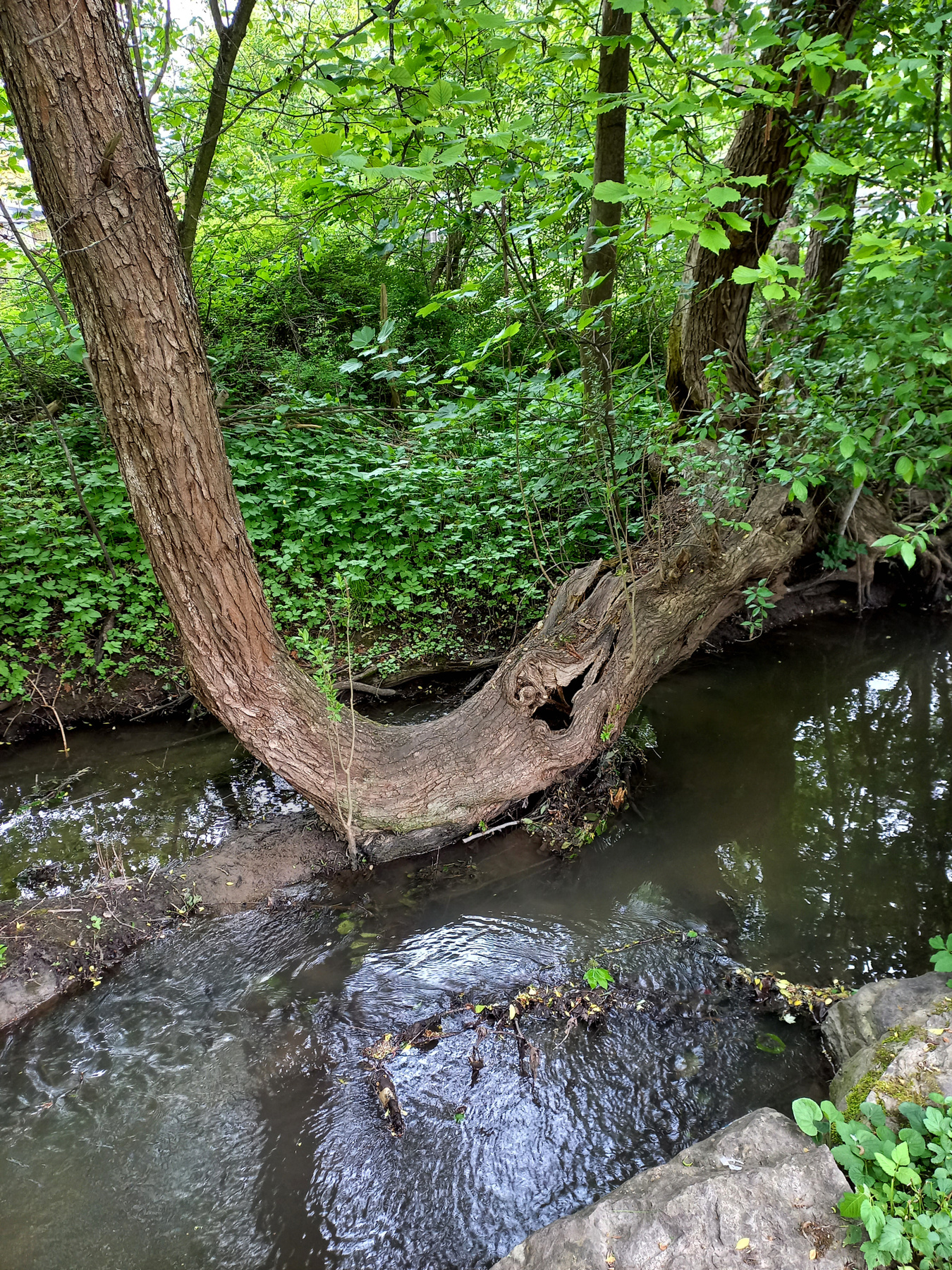 У Золотого ручья ручей Гольдбах весна зелень вода гнутое дерево